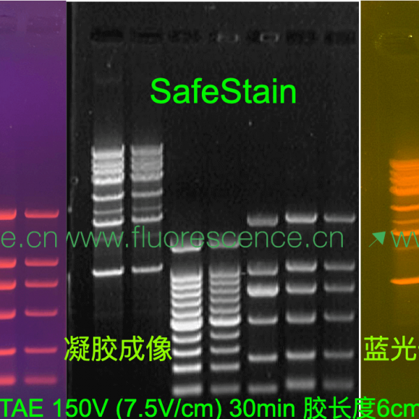 SafeStain? GelStain? 核酸染料(>SafeRed), Page膠肉眼可觀測條帶(不需要激發(fā)光)