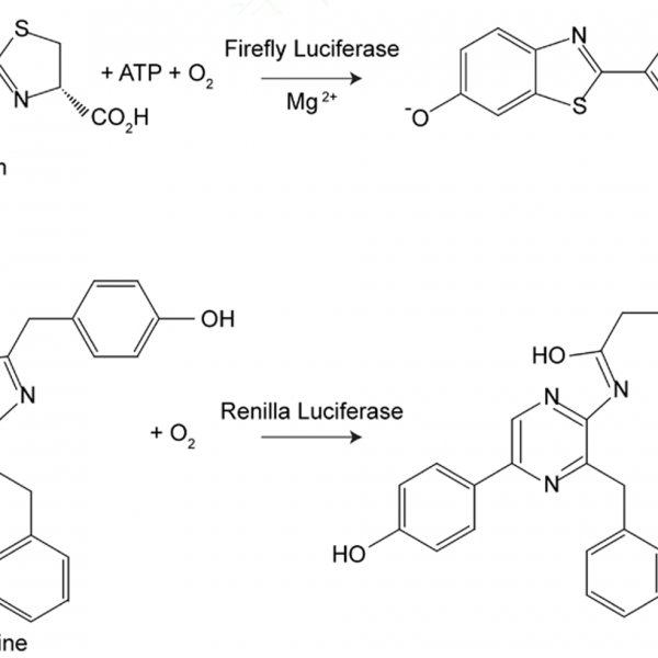 雙螢光素酶報告基因檢測試劑盒Dual Luciferase Reporter Gene Assay Kit