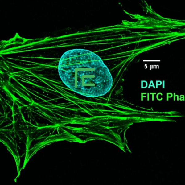 FITC Phalloidin FITC標(biāo)記鬼筆環(huán)肽  Actin-Tracker Green (微絲綠色熒光探針)