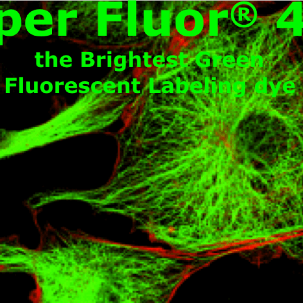 SuperFluor 488 Phalloidin標(biāo)記鬼筆環(huán)肽  Actin-Tracker Green-488 (微絲綠色熒光探針)