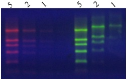 sybrgreen-3.jpg