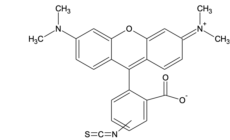 5(6)-TRITC [Tetramethylrhodamine-5-(and-6)-isothiocyanate] *Mixed isomers*