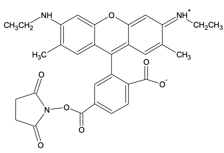 6-CR6G, SE [6-Carboxyrhodamine 6G, succinimidyl ester] *Single isomer*