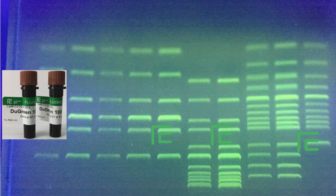 SafeGreen GelStain核酸染料, 10000xGelGreen和DuGreen
