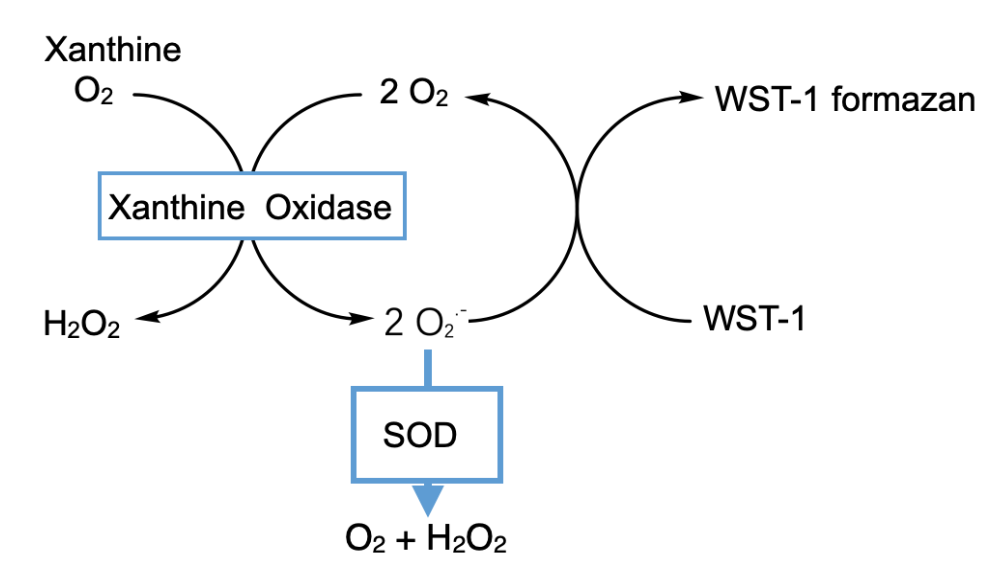 超氧化物歧化酶SOD活性檢測試劑盒(～WST-1法)