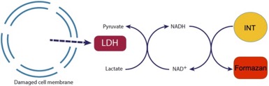 乳酸脫氫酶細(xì)胞毒性檢測試劑盒(LDH Cytotoxicity Assay Kit)