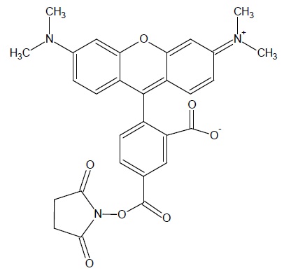 5-TAMRA, SE [5-Carboxytetramethylrhodamine, succinimidyl ester] *Single isomer*