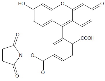 6-FAM, SE [6-Carboxyfluorescein, succinimidyl ester] *Single isomer* FITC-NHS