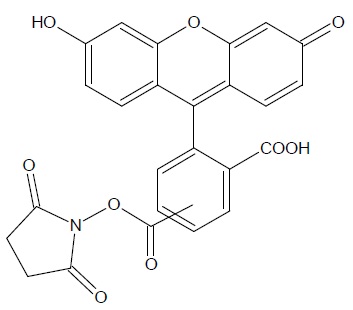 5(6)-FAM, SE [5-(and-6)-Carboxyfluorescein, succinimidyl ester] *Mixed isomers* FITC-NHS