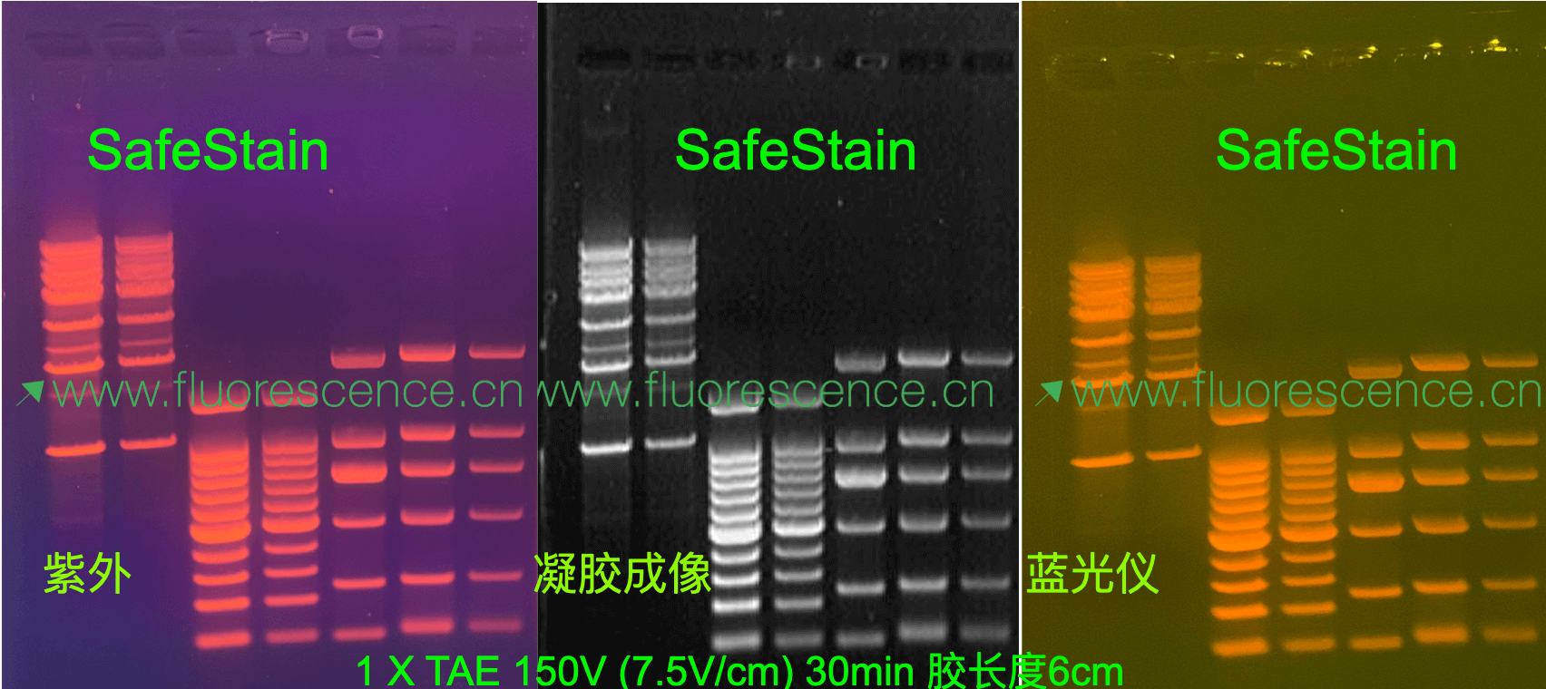 SafeStain? GelStain? 核酸染料(>SafeRed), Page膠肉眼可觀測條帶(不需要激發(fā)光)