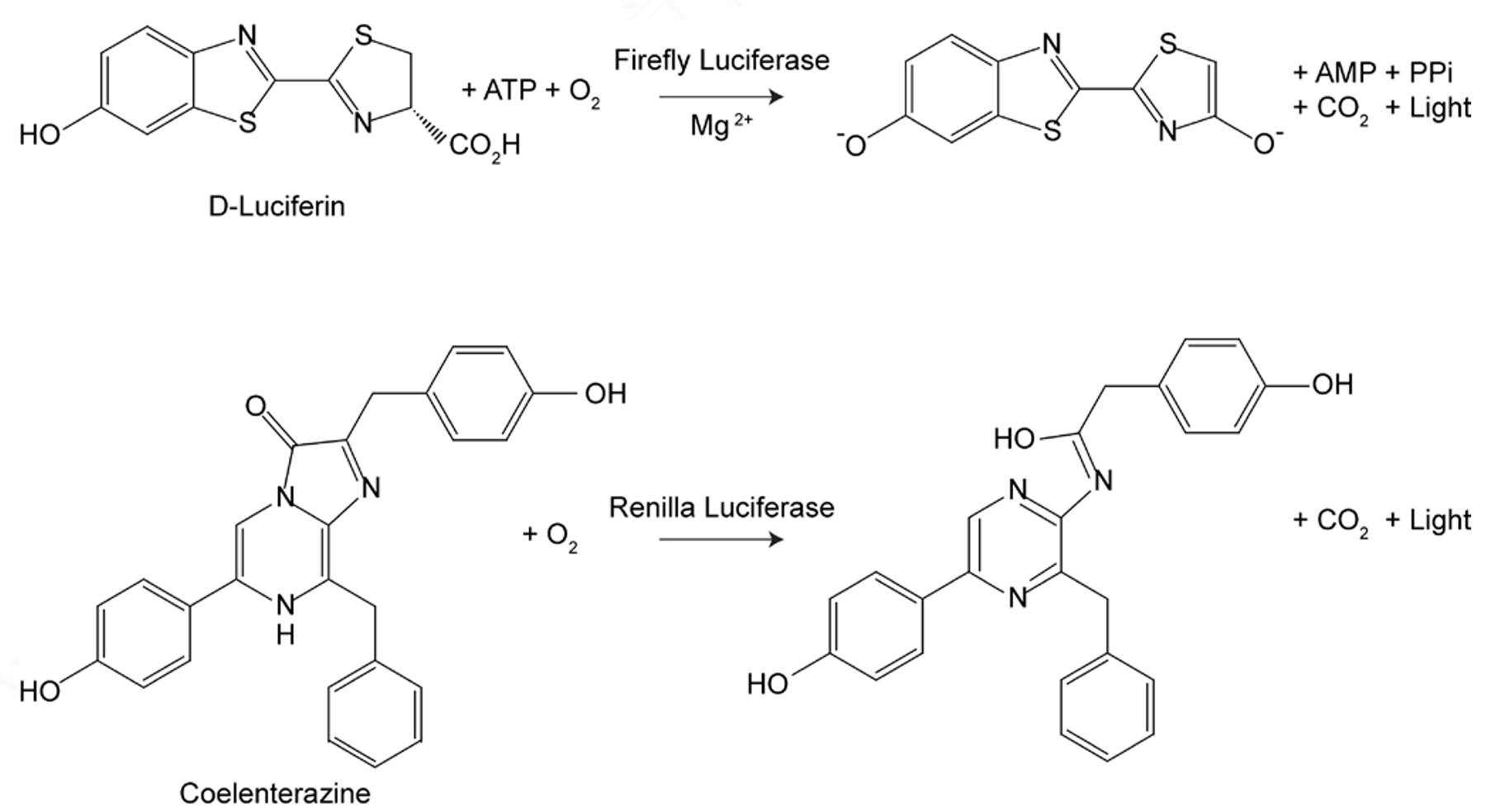 雙螢光素酶報(bào)告基因檢測(cè)試劑盒Dual Luciferase Reporter Gene Assay Kit