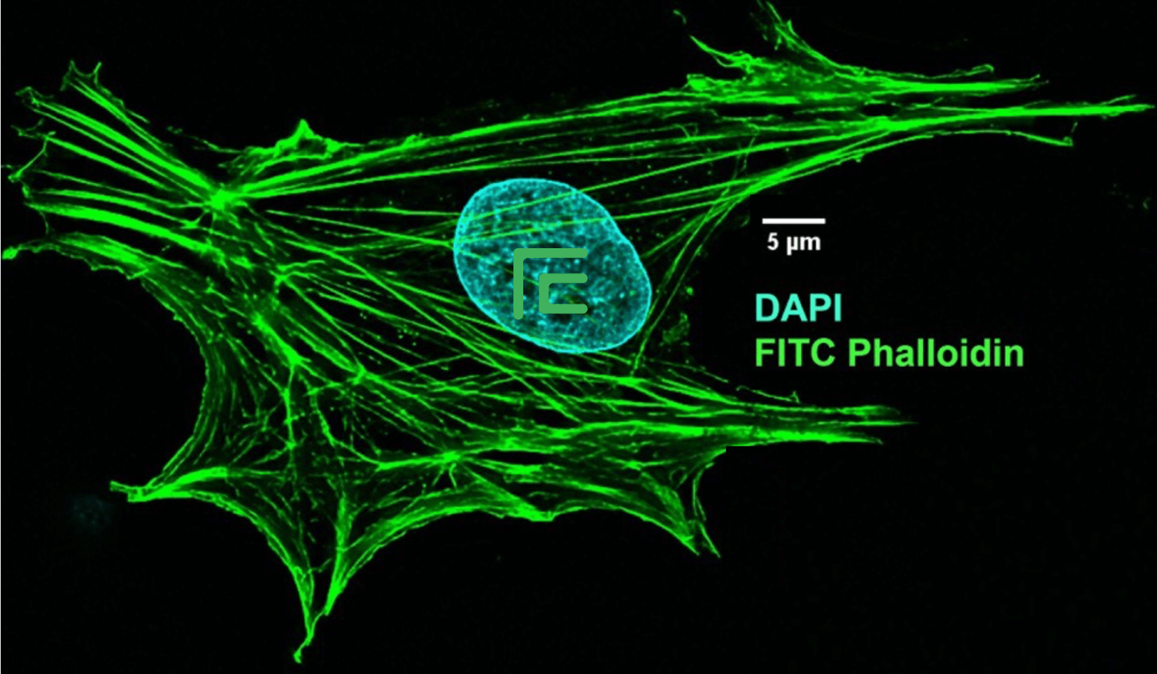 FITC Phalloidin FITC標(biāo)記鬼筆環(huán)肽  Actin-Tracker Green (微絲綠色熒光探針)