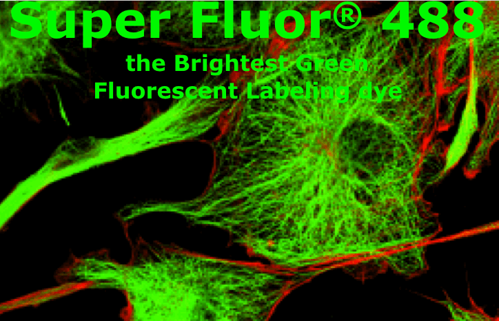 SuperFluor 488 Phalloidin標(biāo)記鬼筆環(huán)肽  Actin-Tracker Green-488 (微絲綠色熒光探針)